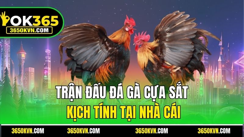Trận đấu đá gà cựa sắt kịch tính