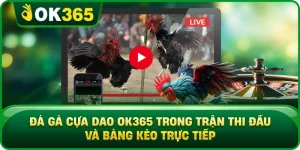 Đá Gà Cựa Dao OK365 Trong Trận Thi Đấu Và Bảng Kèo Trực Tiếp