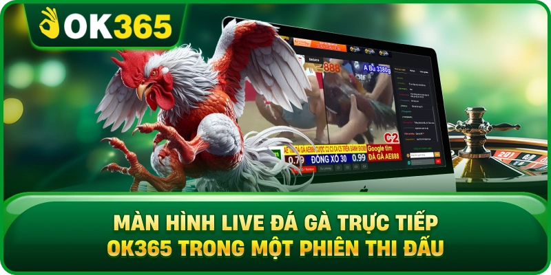 Màn Hình Live Đá Gà Trực Tiếp OK365 Trong Một Phiên Thi Đấu